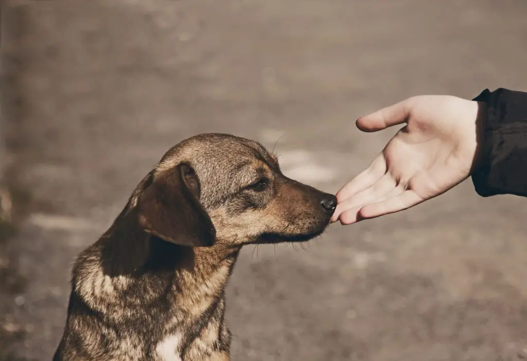 Child hand and lonely homeless dog