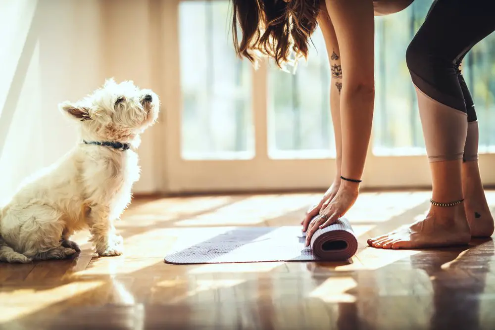 Meditation and Yoga with Your Dog